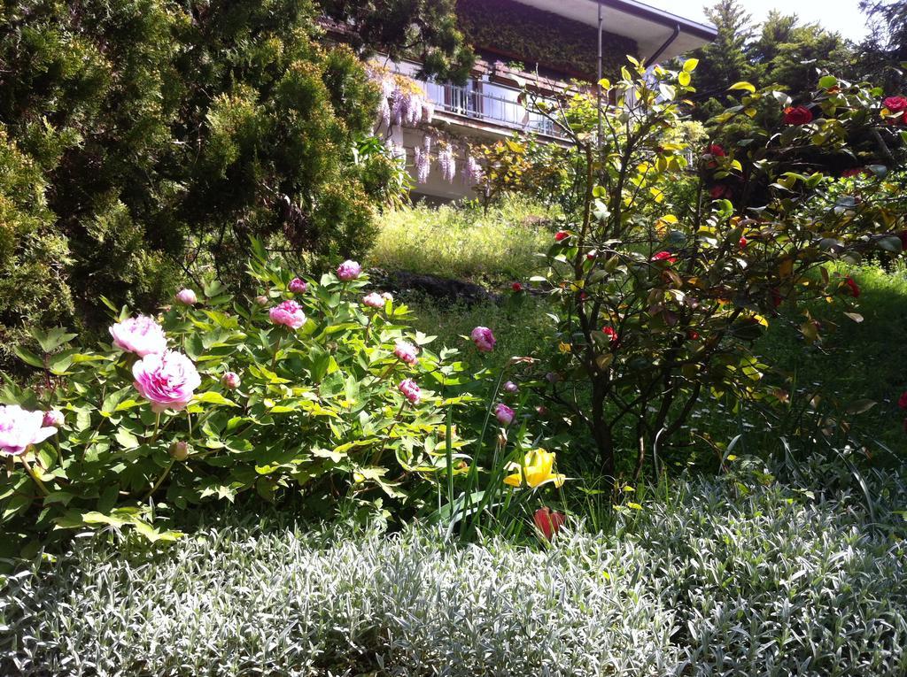 B&B Le Ortensie -Lago Di Como Lierna Exterior photo